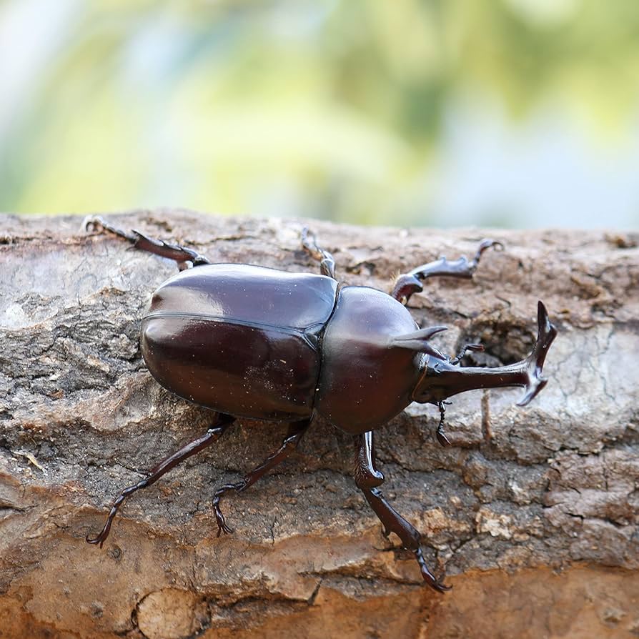 ハンドメイドルアー　カブトムシくんbabe カブトムシ ハンドメイドルアー カブトムシくんbabe カブトムシ - メルカリ